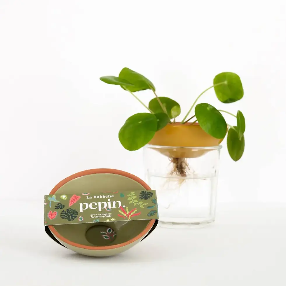 Miniature : Bobèche pour bouture et plante Pépin 