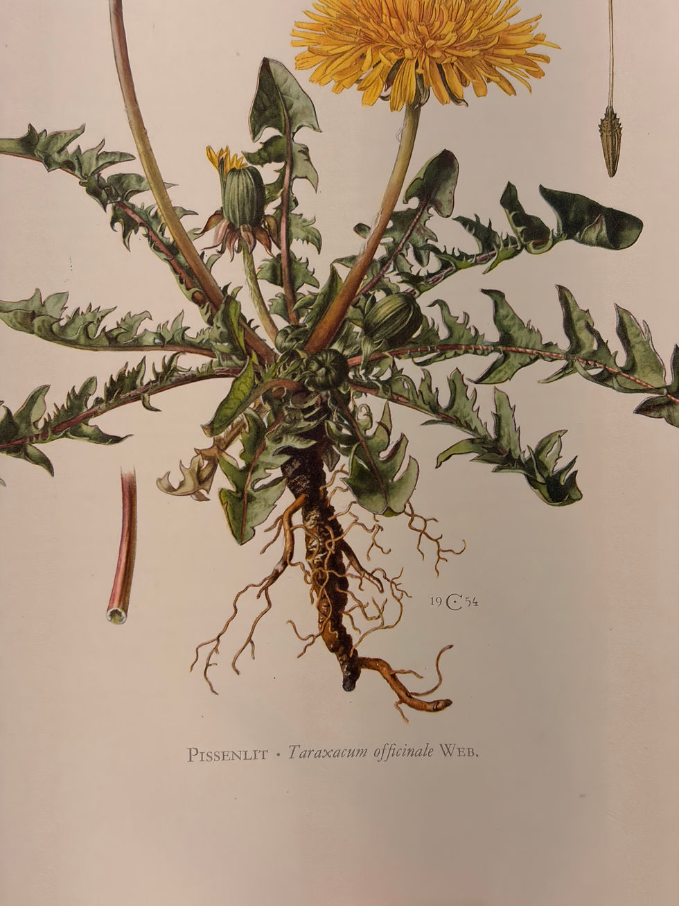 Miniature : Planche botanique ancienne chinée 🏷️  