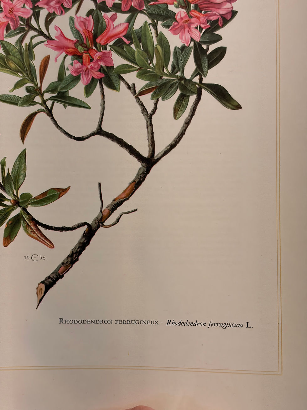 Miniature : Planche botanique ancienne chinée 🏷️ 