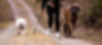 Hakunamatata-Dogs Home Start Hundebetreuung