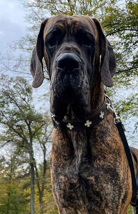 HakunaMatata-Dogs-Grizzly.jpg