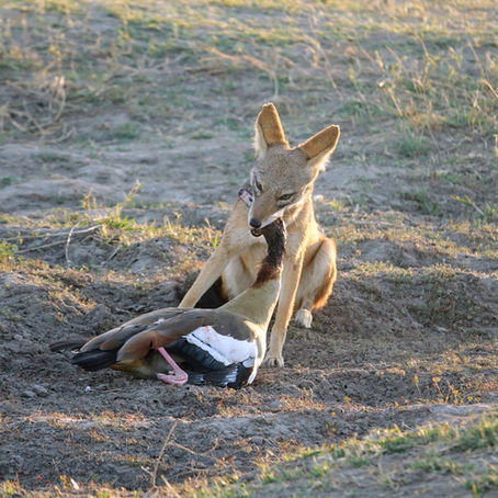 Contiki Cape to Delta: Chobe National Park