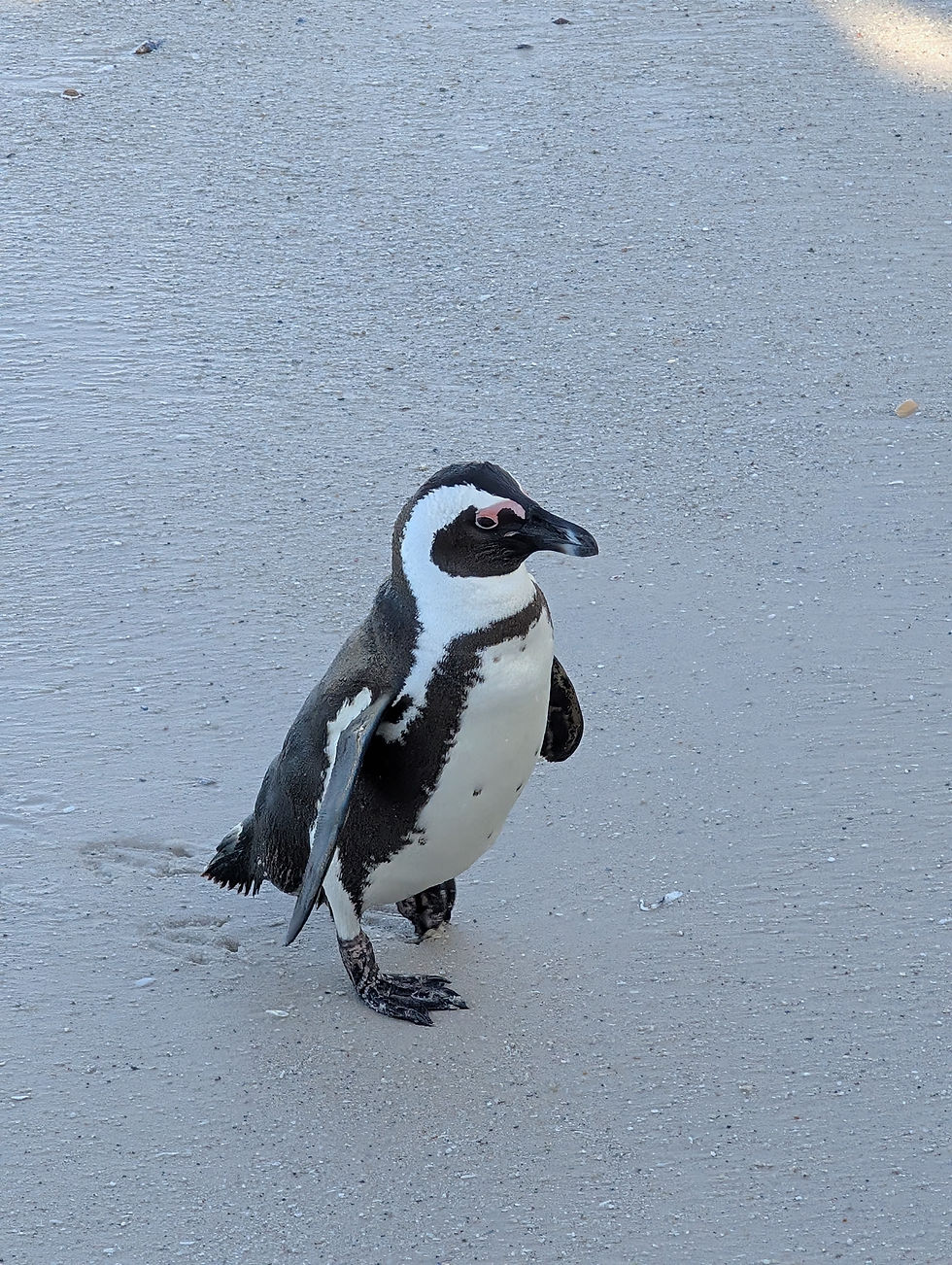 African penguins after it took a dip in the ocean