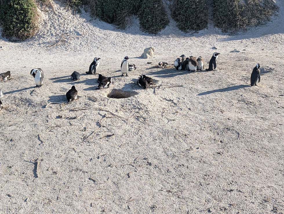African penguins relaxing on Boulders Beach