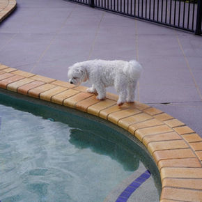 Brisbane Pool Cleaning Company