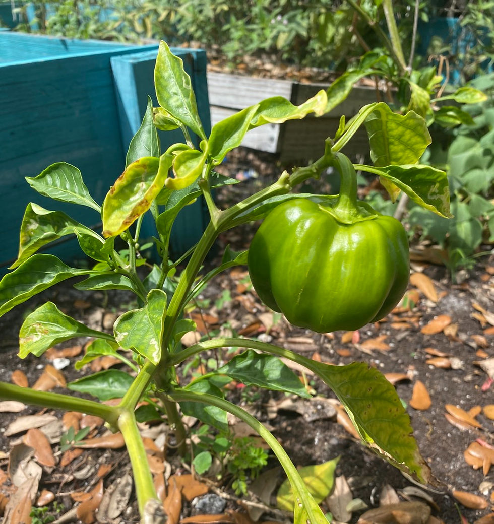 Green Peppers