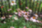 Cone plant Echinacea.JPG