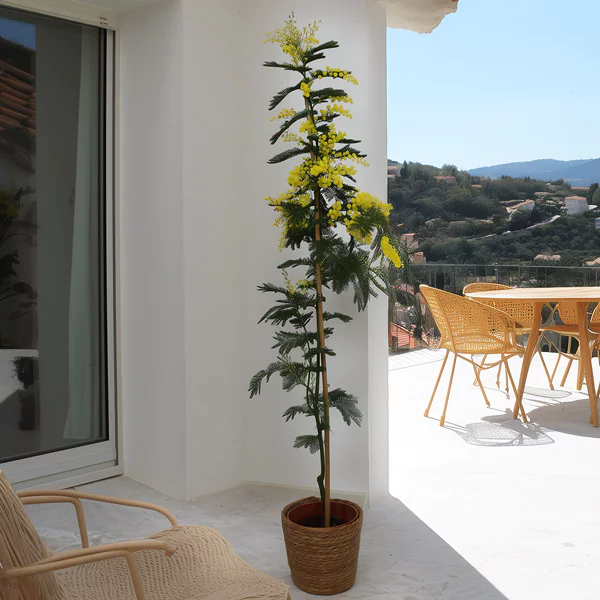 Mimosa de Tanneron en pot