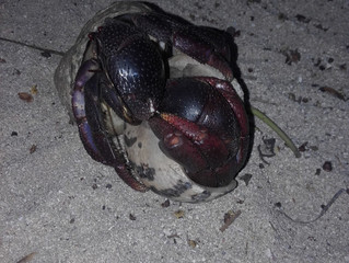 Marine Hermit Crab