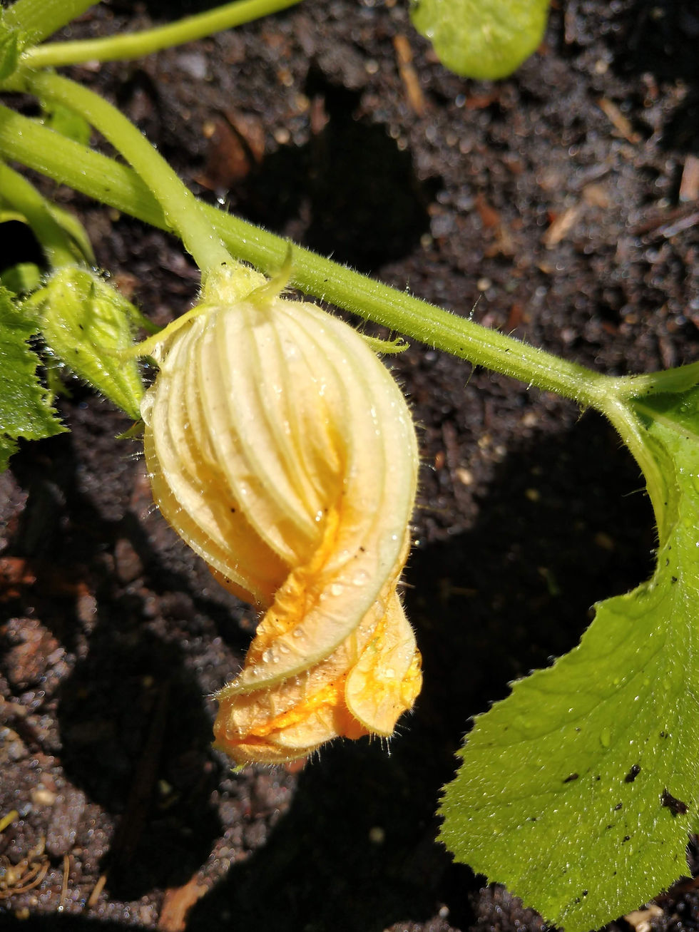 Zucchini Blossom