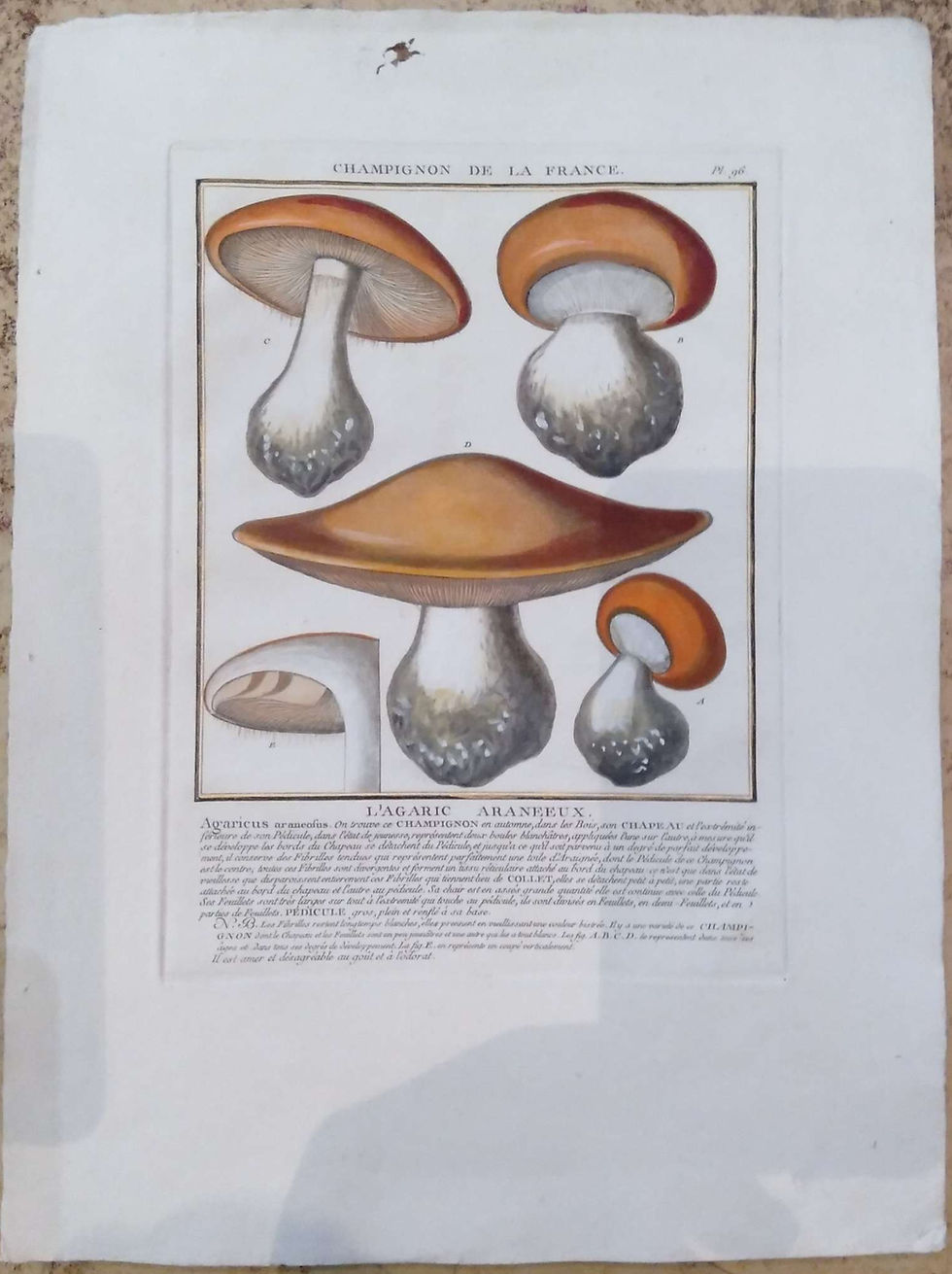 L'AGARIC ARANNEUX, Agaricus, Champion de la France, gravure 1784