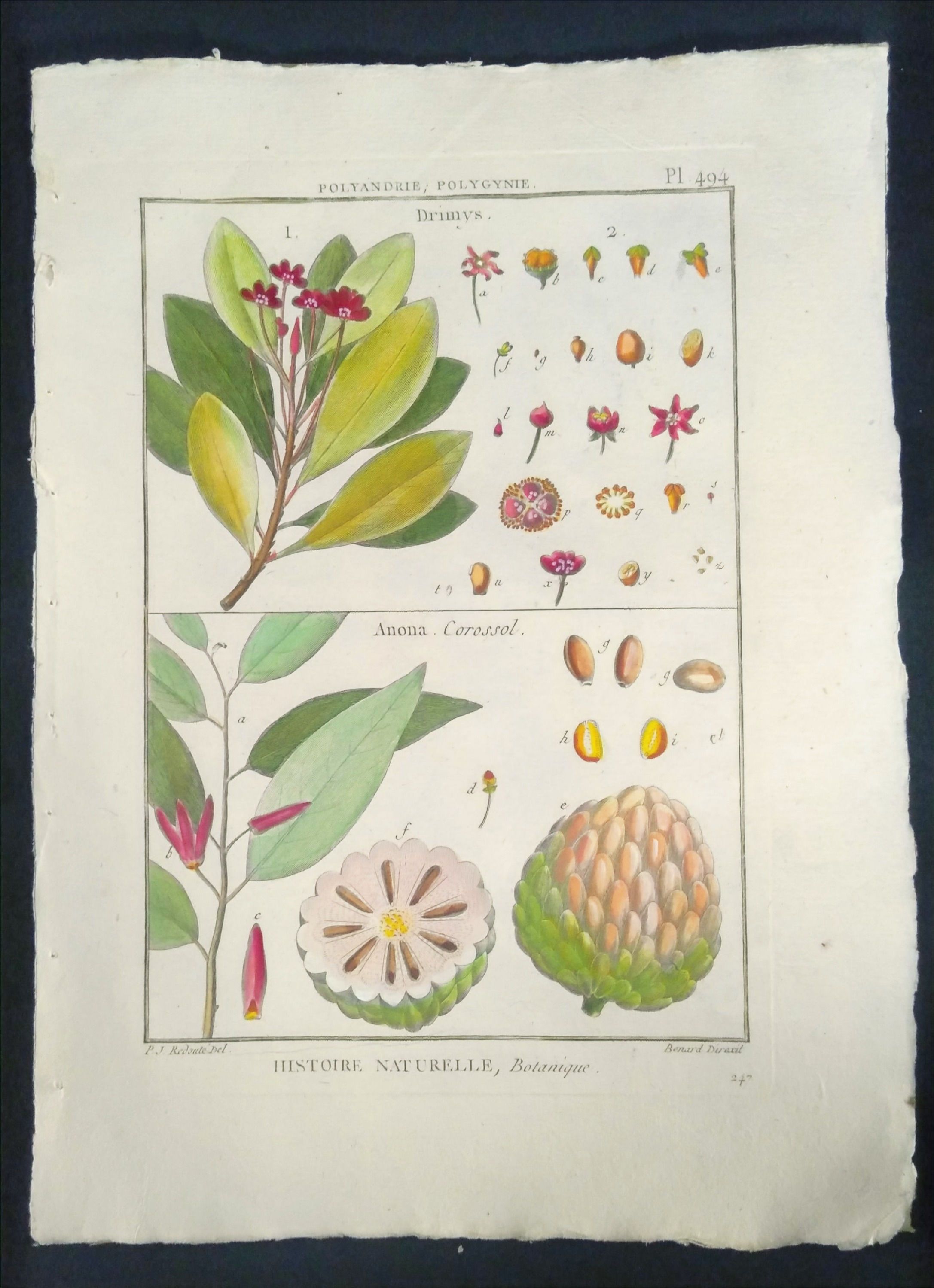 Drimys, Anona, Corosso, Redouté , Direxit, Panckoucke, Botanique, fruit, gravure