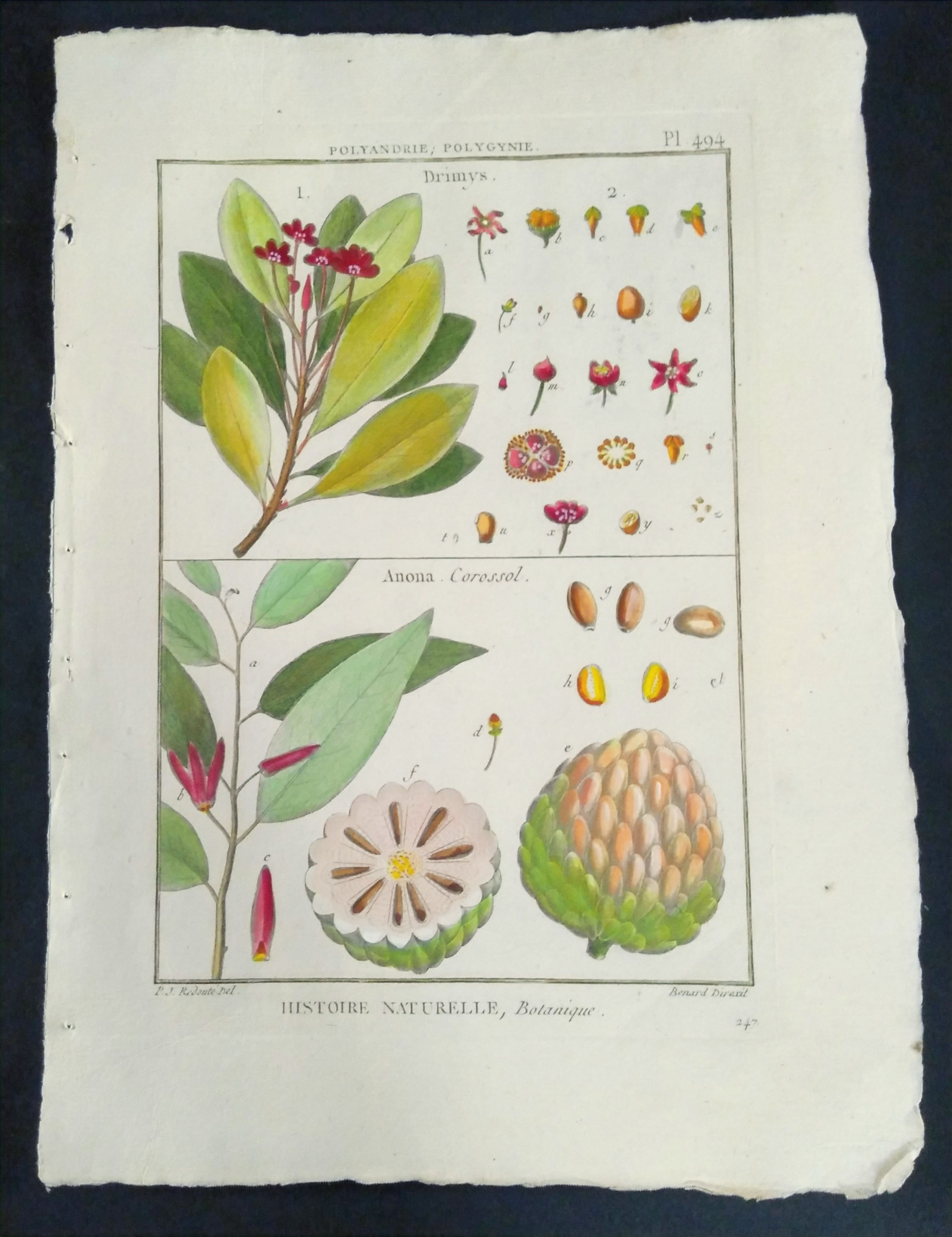 Drimys, Anona, Corossol, Redouté P.J., Direxit, Panckoucke, Botanique, fruit