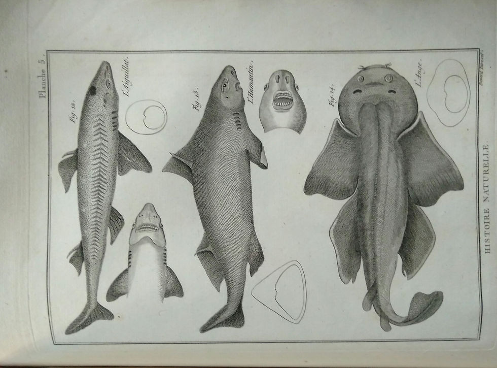 Bonnaterre - Chez Panckoucke 1788 - Tableau Encyclopédique des trois règnes de la nature. Dédié et présenté à M. NECKER