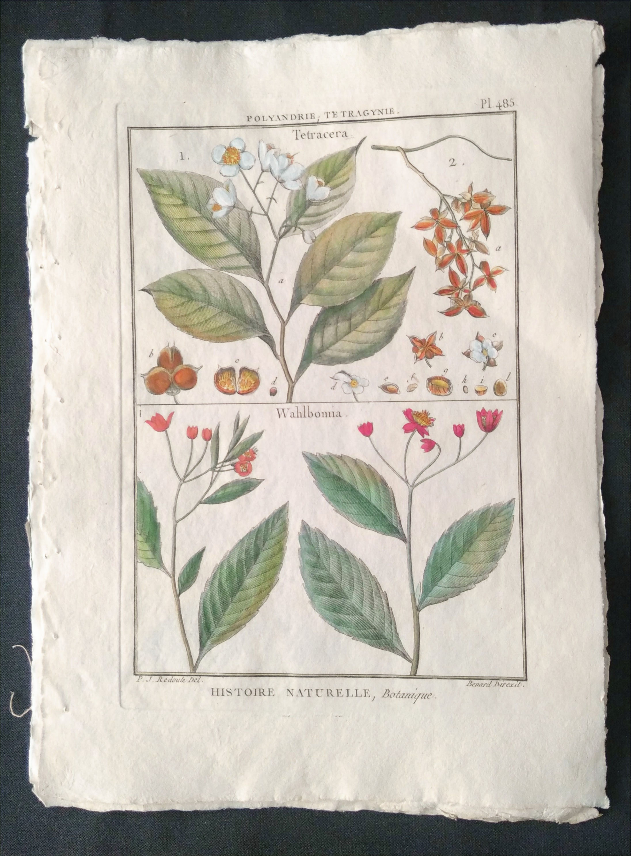 TETRACERA, WAHLBOMIA, Redouté, Bernard Direxit, Panckoucke, Botanique, gravure