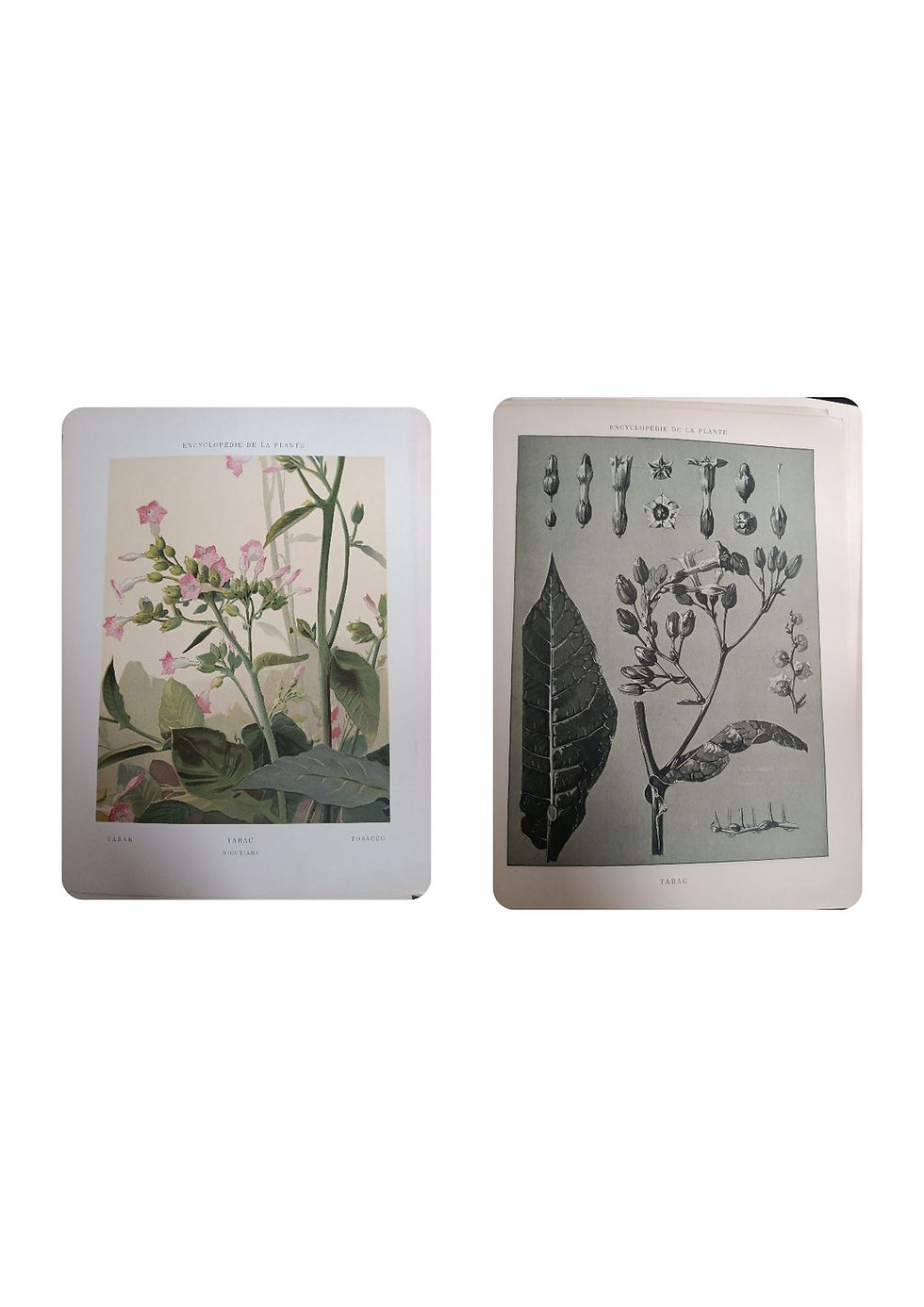 Encyclopédie artistique et documentaire de la plante, arts décoratifs