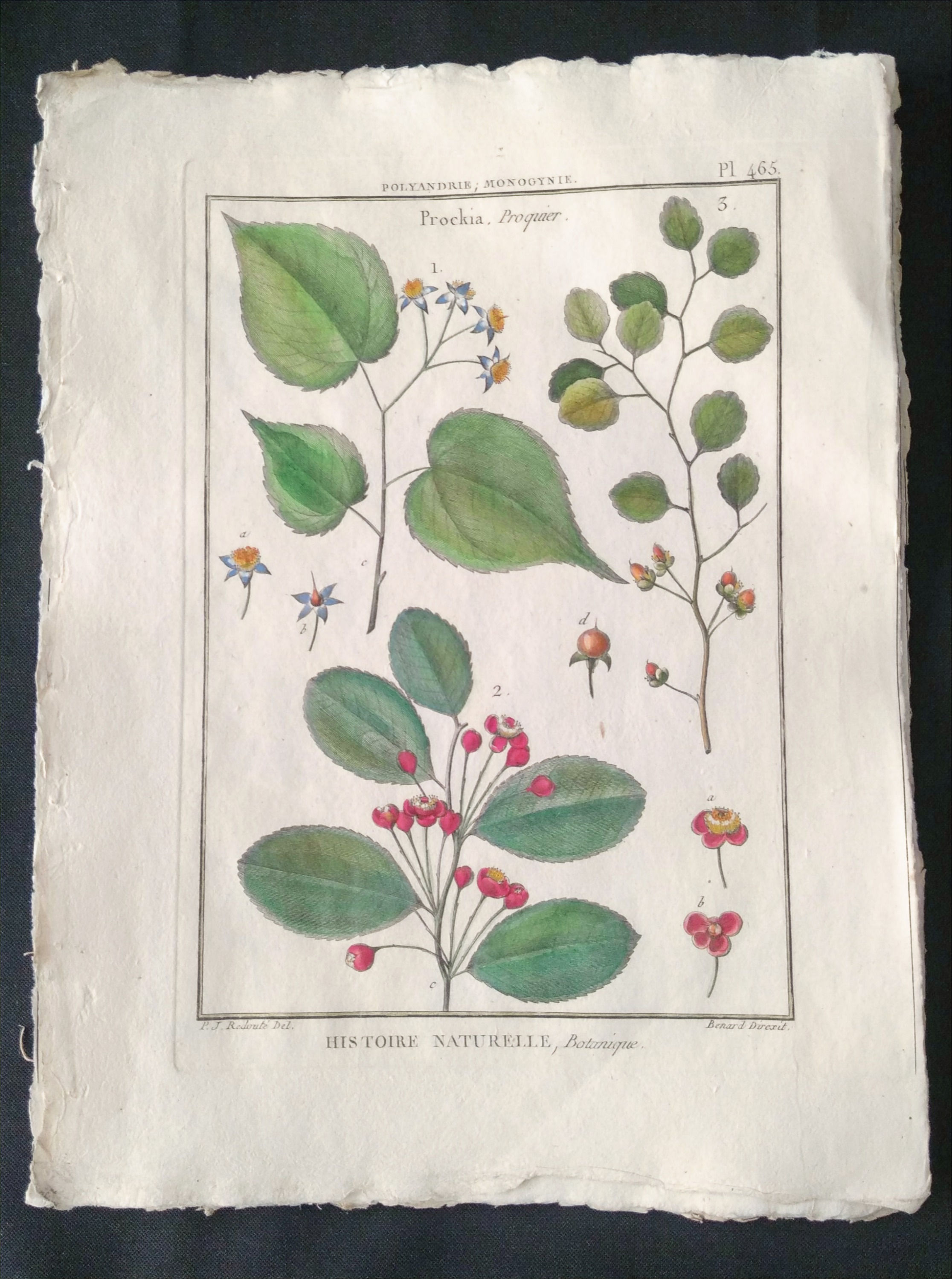 Prockia, Proquier, Redouté, Bernard Direxit, Panckoucke, Botanique, gravure