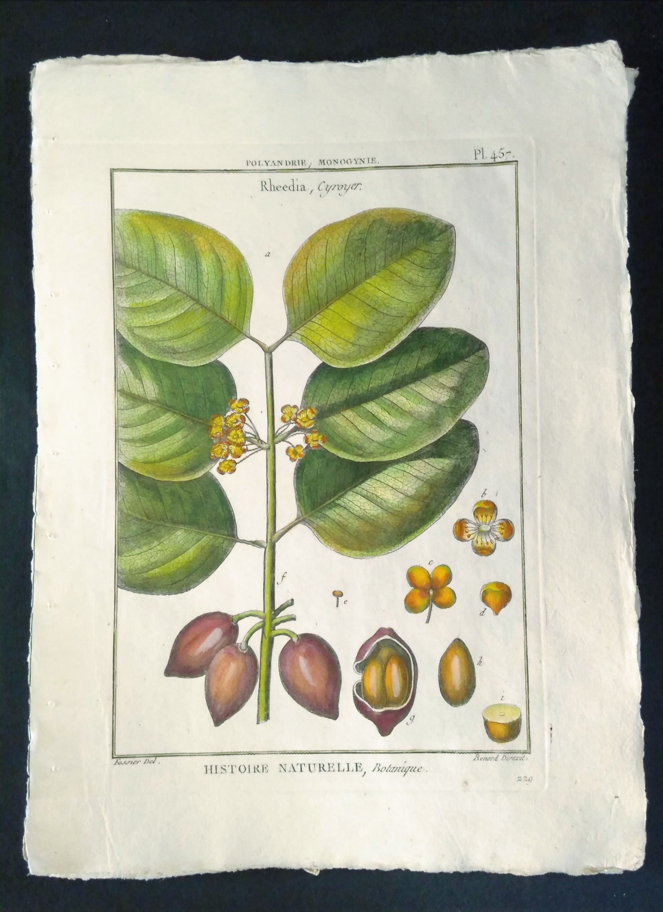 Rheedia, Cyroyer, Fossier, Direxit, Panckoucke, Botanique, fruit, gravure