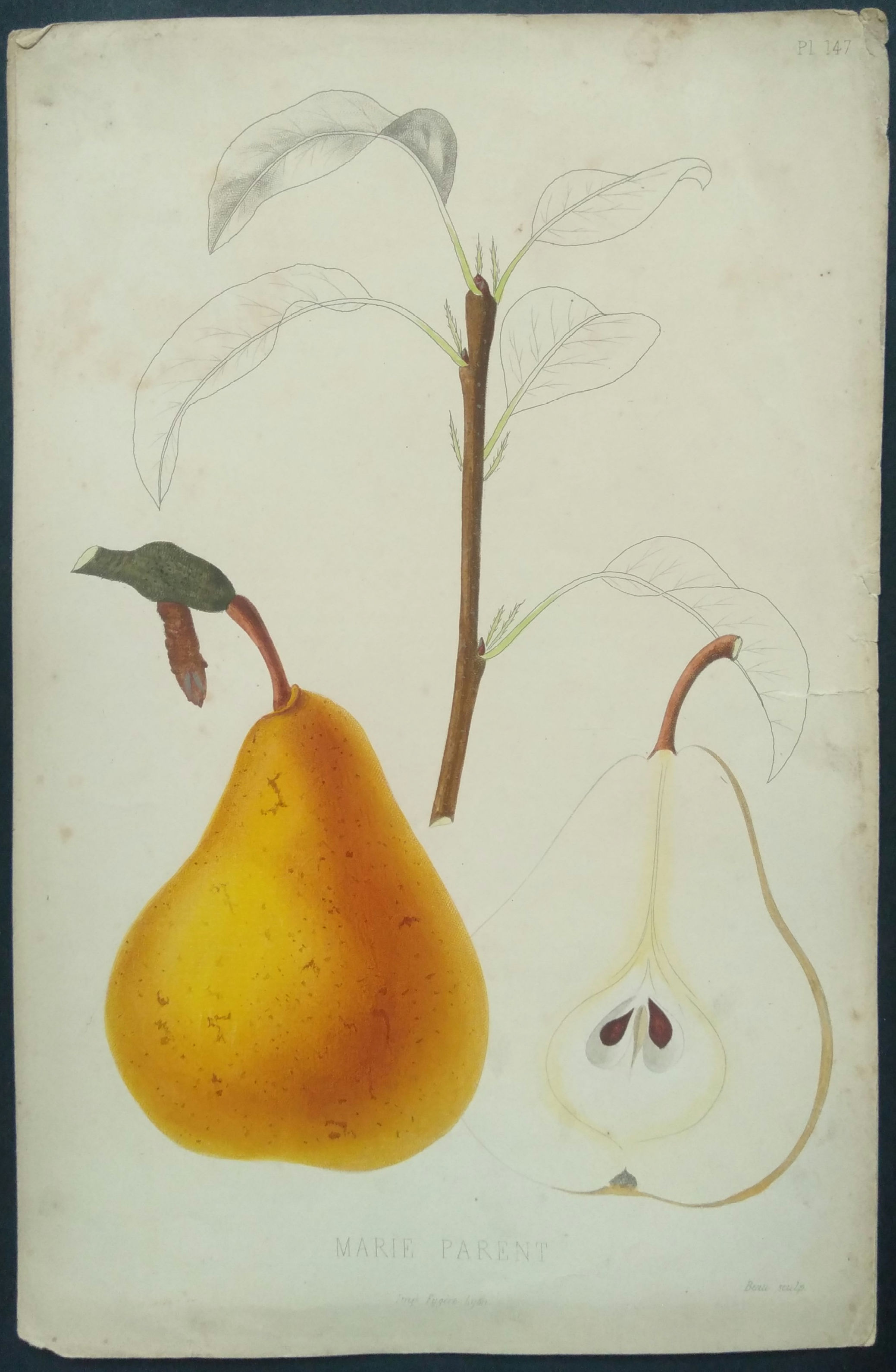 Marie Parent, gravure ancienne Poire, Fugère, Beau