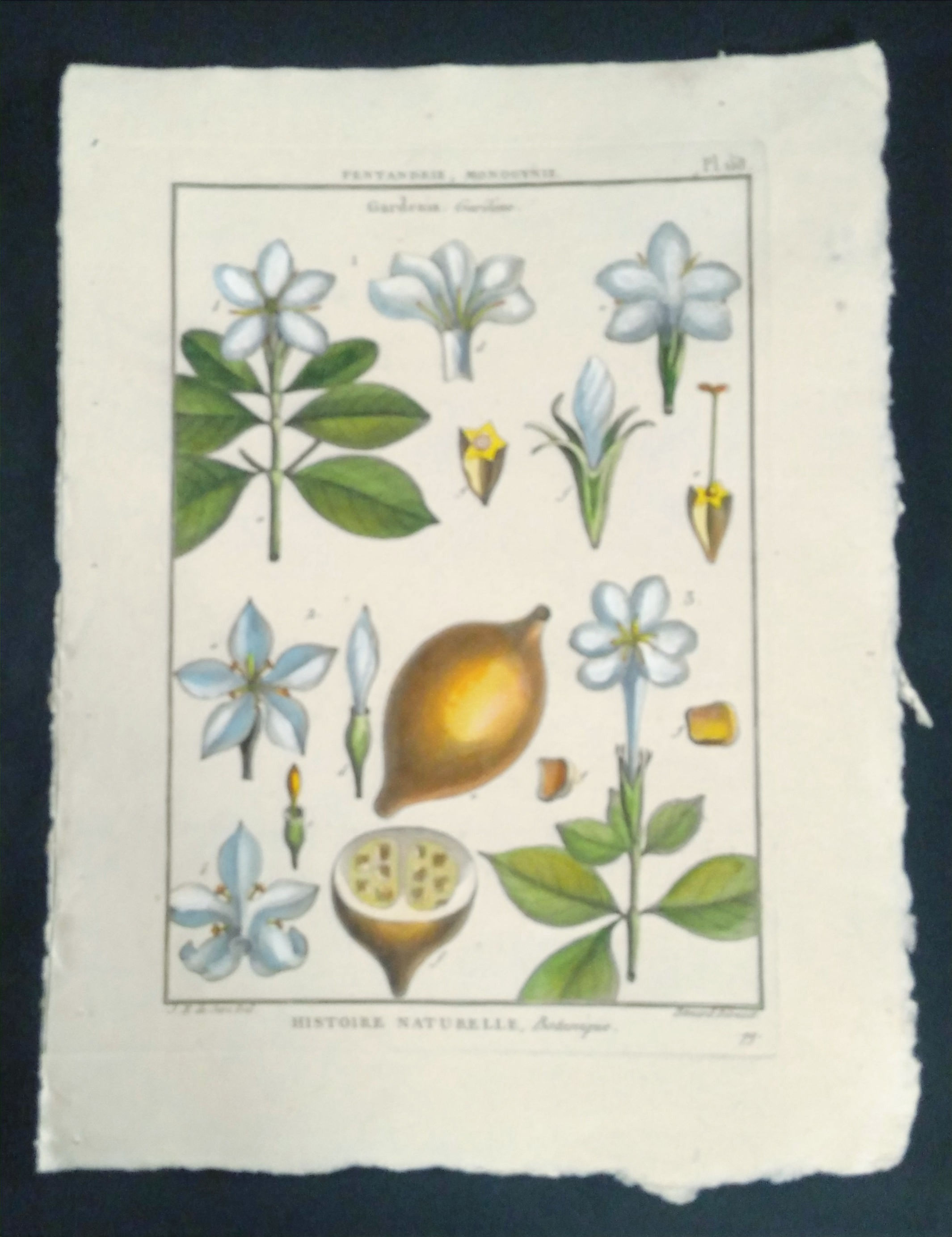 GARDENIA, GARDENE, SEVE, Direxit, Panckoucke, Botanique, fruit, gravure