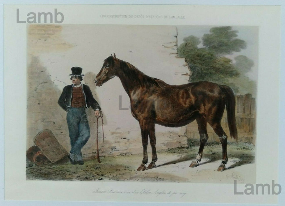 Chevaux -Jument Bretonne d'un Etalon Anglais de Pur Sang LAMBALLE -Lalaisse 1860