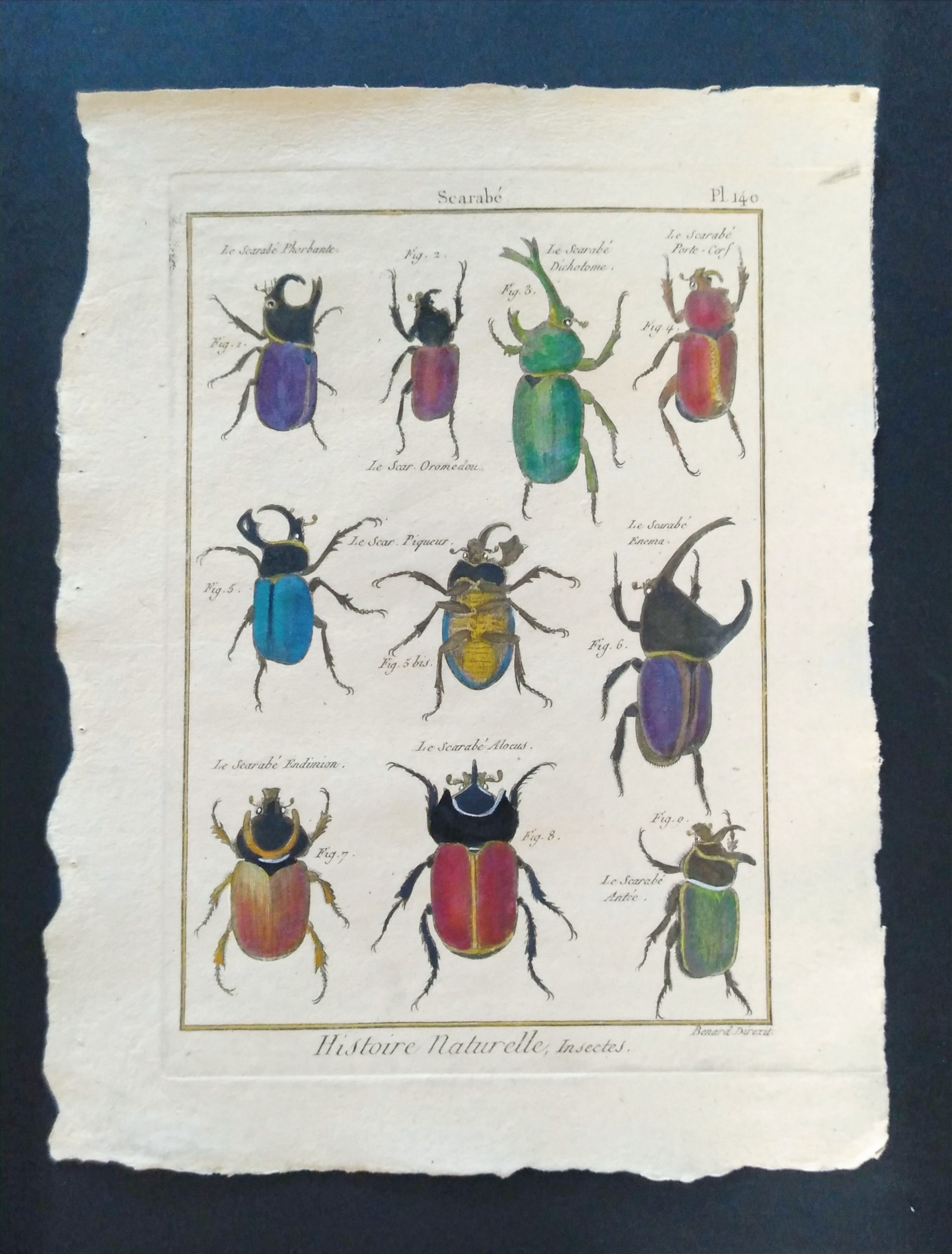 Panckoucke, Scarabé, Phorbante,Dichotome,gravure