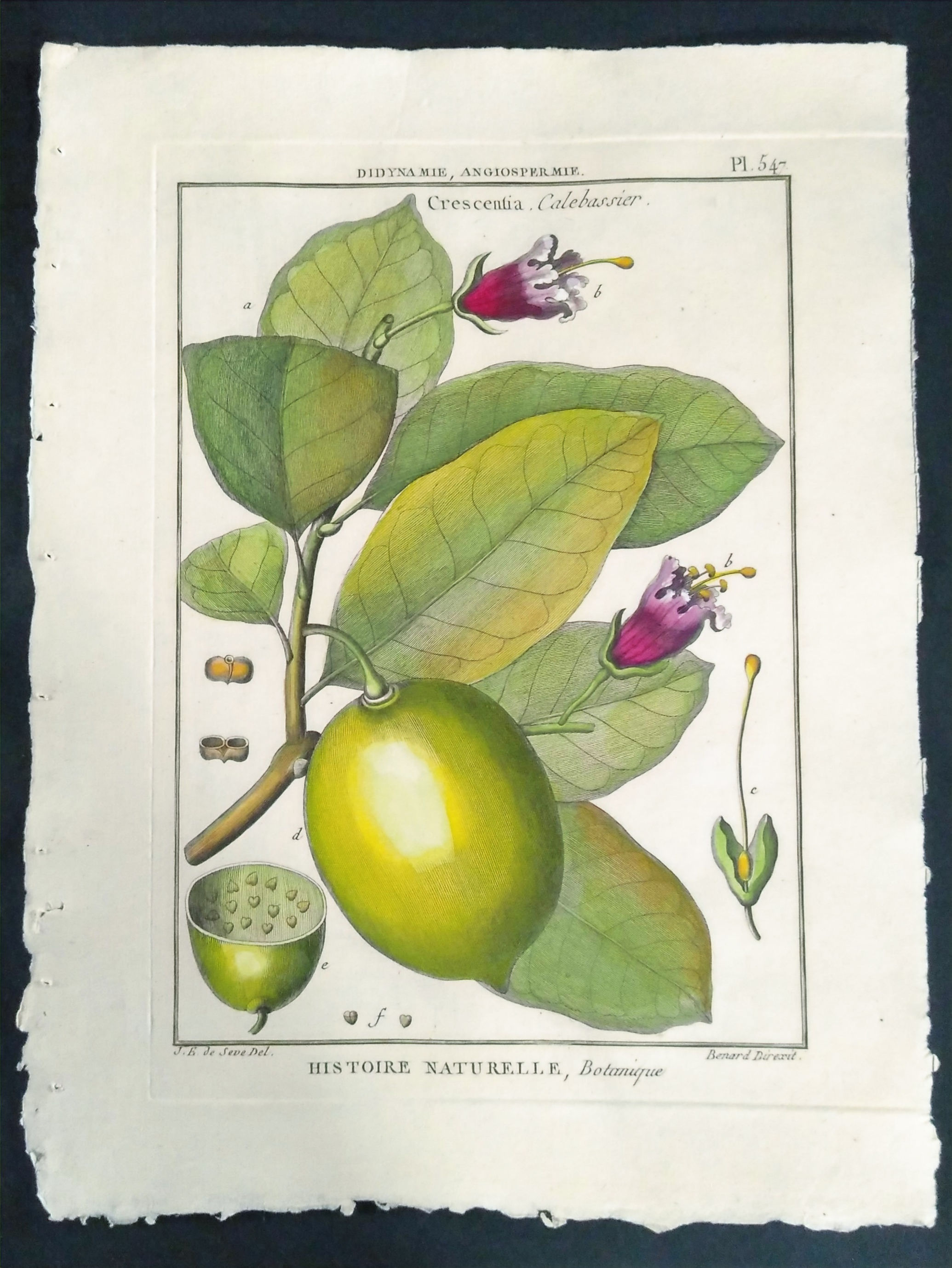 CRESCENTIA, CALEBASSIER, SEVE, Direxit, Panckoucke, Botanique, fruit, gravure