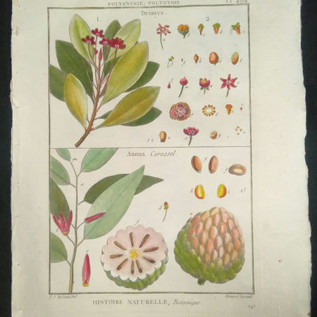 BOTANIQUE : Rose, fleur, fruits -Pierre Joseph REDOUTE - 1759-1840