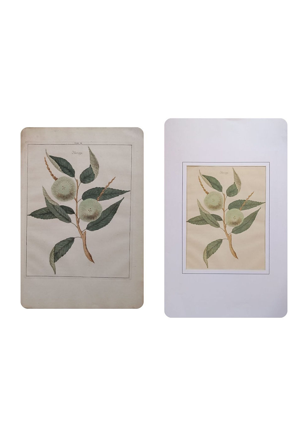 Kastanje, Nance, fruit, Gravure originale, fruit 1758