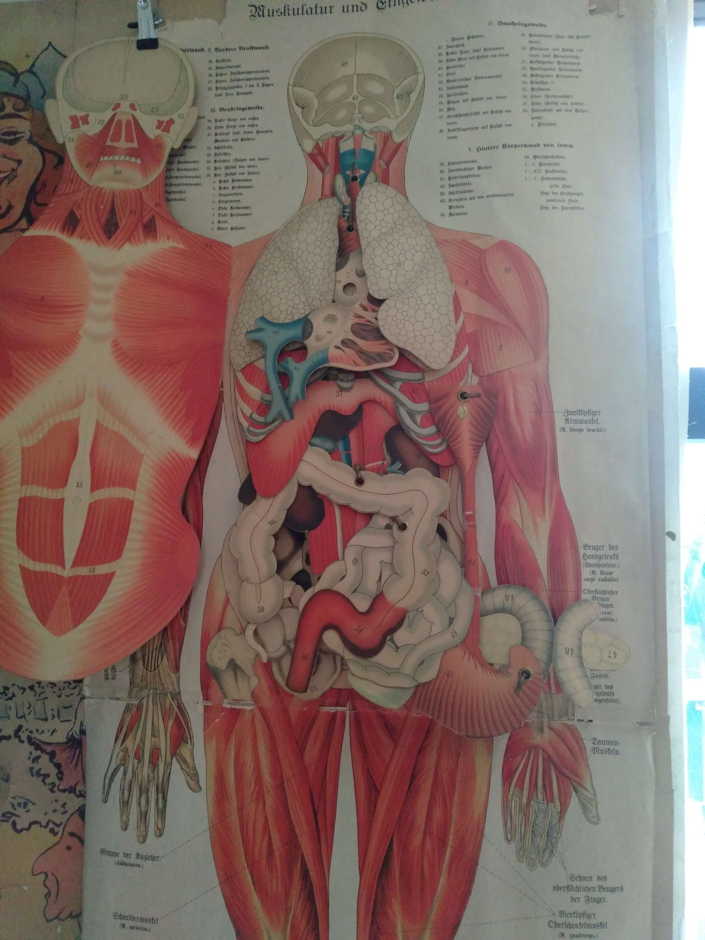 Tableau Mural Anatomique de SCHREIBER, musculature humaine, affiche