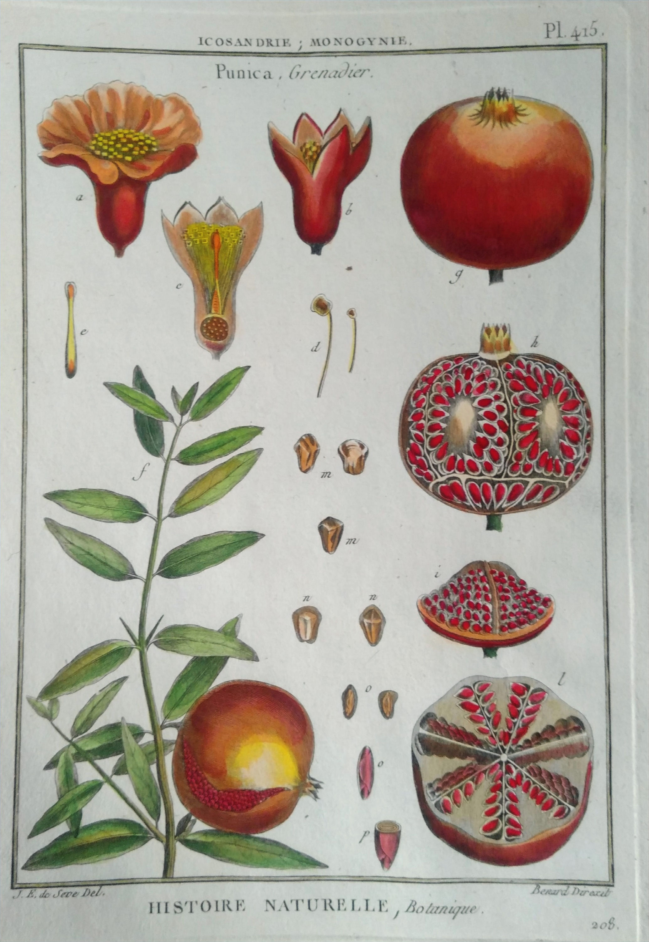 Punica, Grenadier, SEVE, Direxit, Panckoucke, Botanique, fruit,gravure