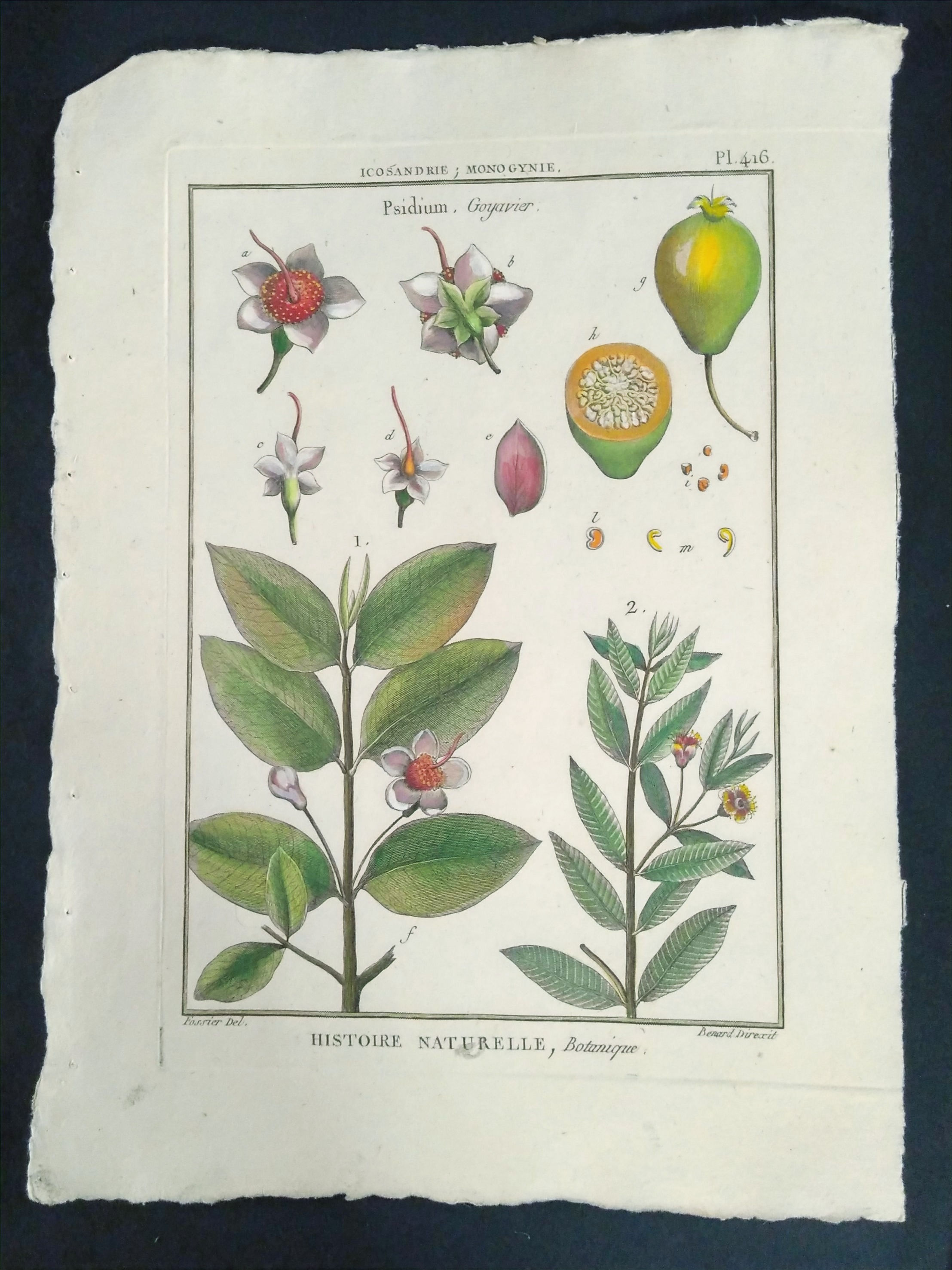 Psidium, Goyavier, Panckoucke, Direxit, Fossier, fruit, gravure