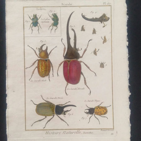 Histoire naturelle, Bonnaterre éditée par Panckoucke: coléoptère mollusque crustacé