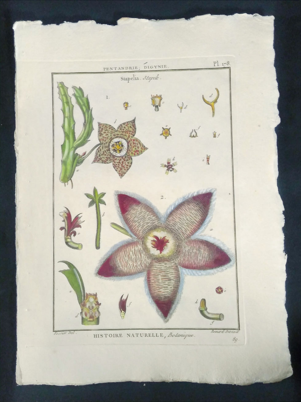Stapelia, Stapele, Fossier, Direxit, Panckoucke, Botanique, fruit, gravure