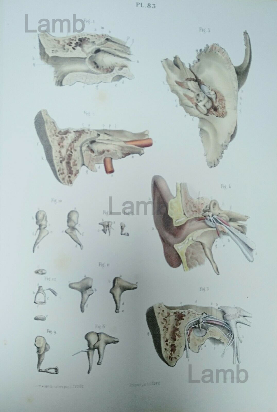 Anatomie - Le corps humain Oreille moyenne et interne Tympan LEVEILLE 1866