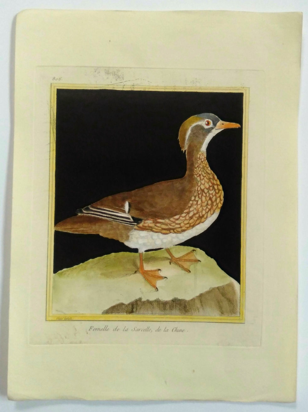 FEMELLE DE LA SARCELLE DE LA CHINE, Martinet, Gravure