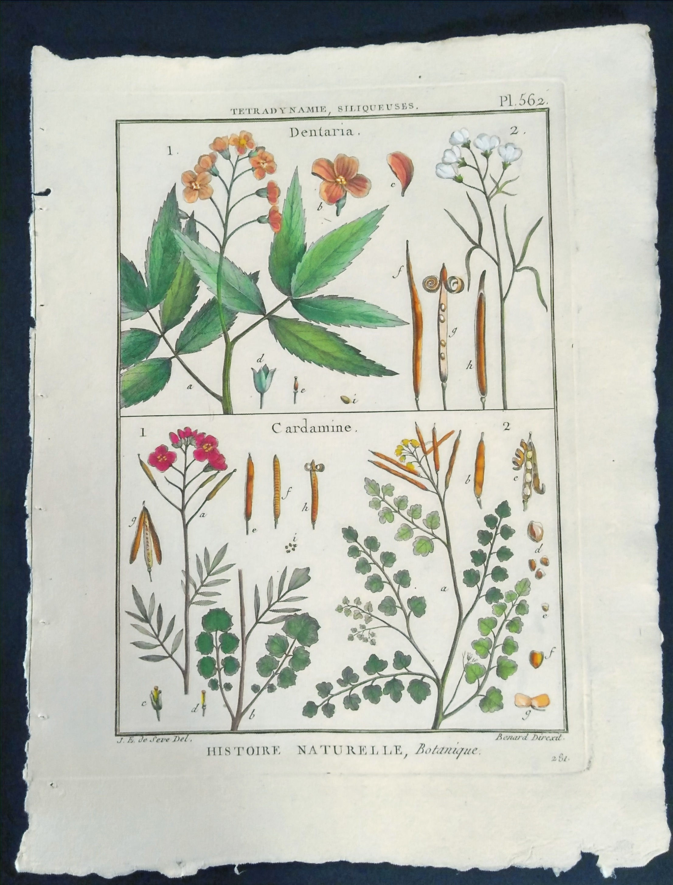 DENTARIA, Seve, Direxit, Panckoucke, Botanique, fleur, fruit, gravure