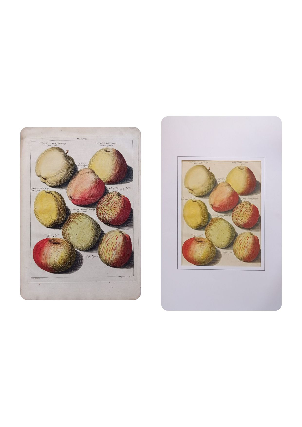 Pomologie, fruit,  gravure originale 1758
