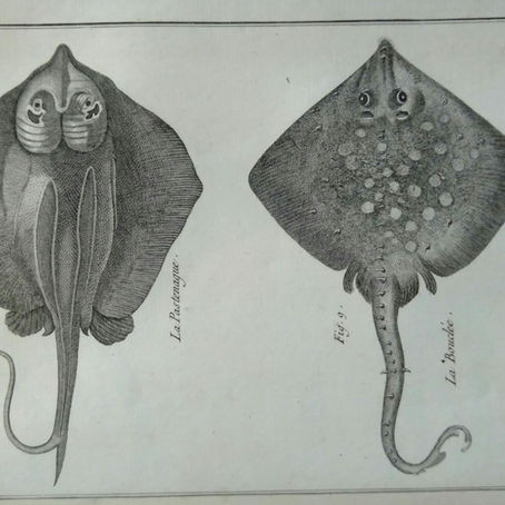 Bonnaterre - Chez Panckoucke 1788 - Tableau Encyclopédique des trois règnes de la nature. Dédié et présenté à M. NECKER