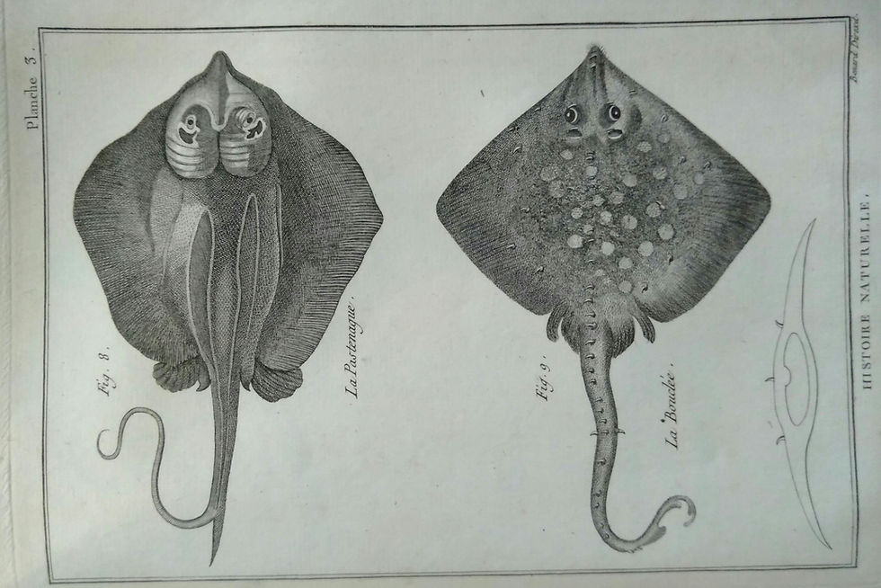 Bonnaterre - Chez Panckoucke 1788 - Tableau Encyclopédique des trois règnes de la nature. Dédié et présenté à M. NECKER