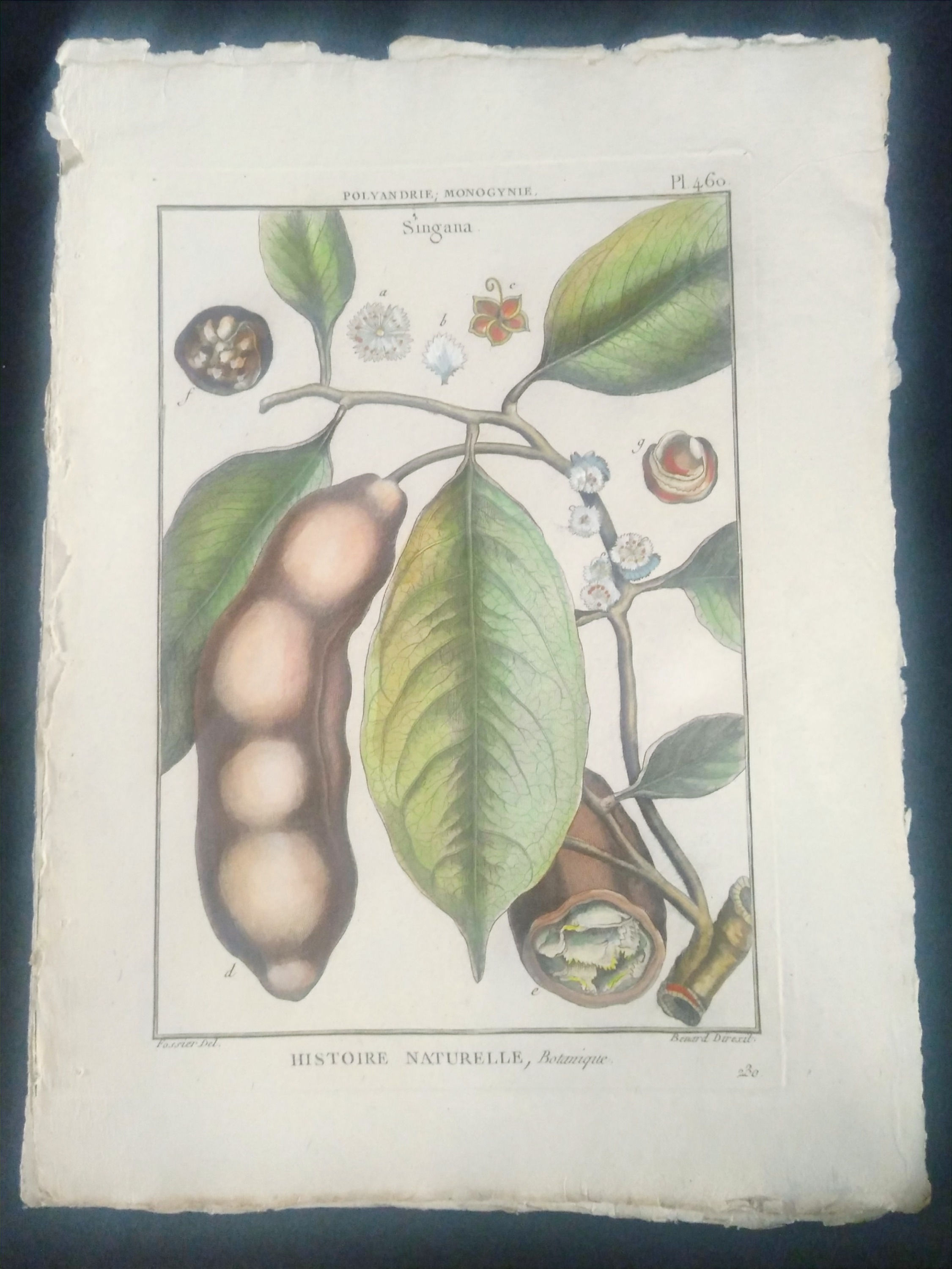 Singana, Fossier, Direxit, Panckoucke, Botanique, fruit, gravure