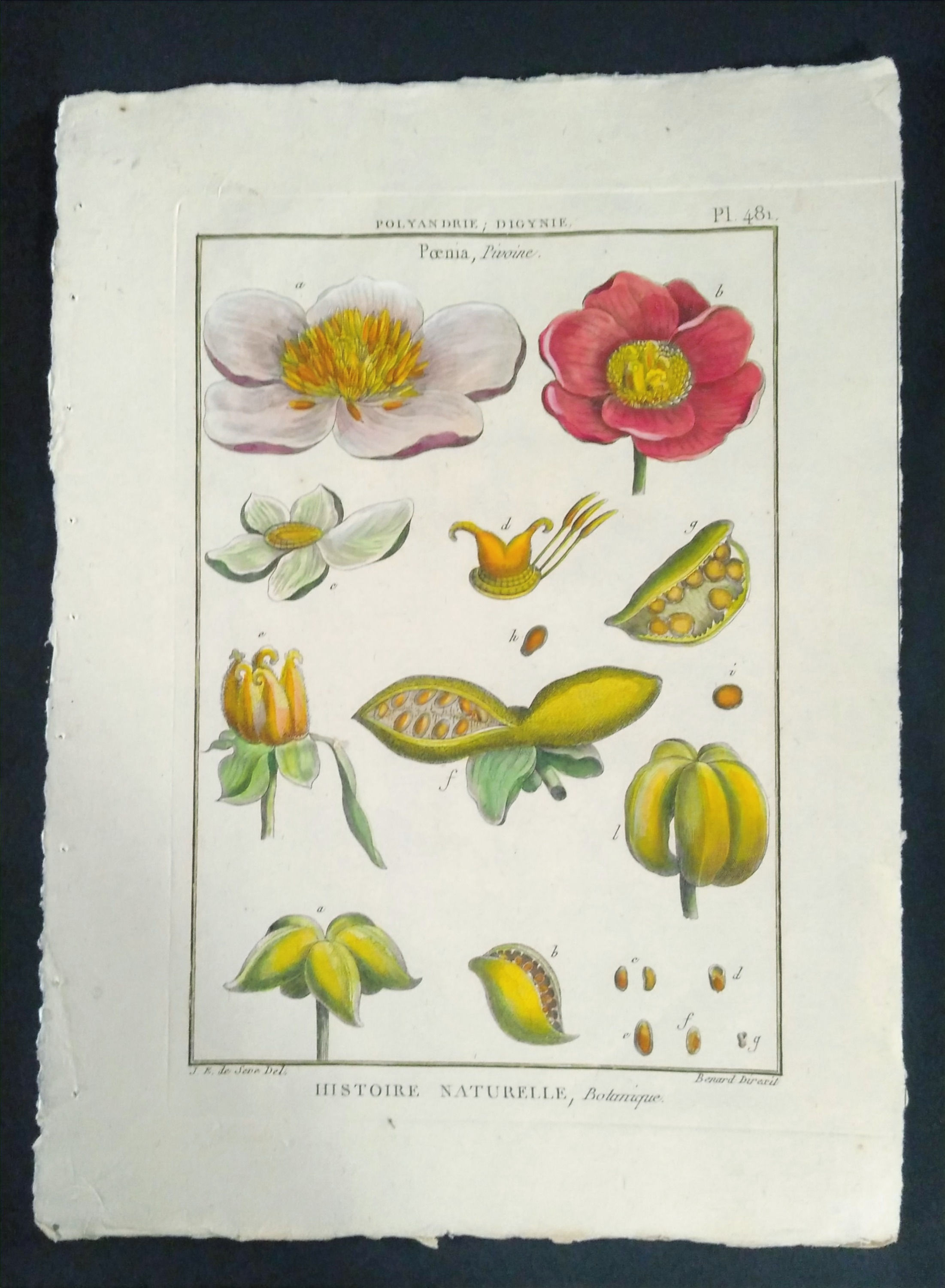 Poenia, Pivoine, SEVE, Direxit, Panckoucke, Botanique, fleur