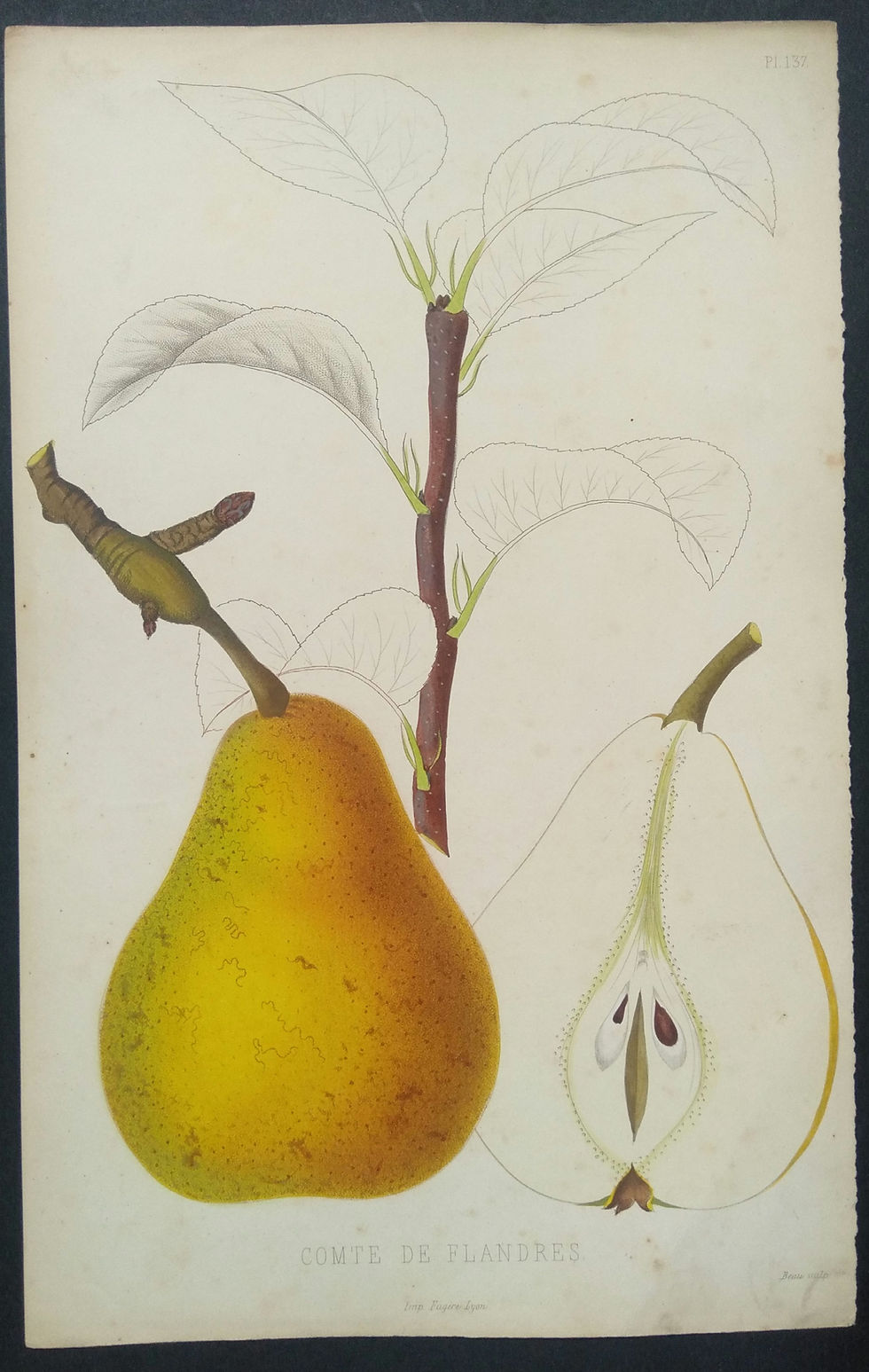 Comte de Flandre, gravure ancienne Poire fruit Fugère Beau