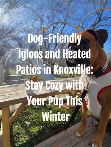 Dog in an igloo at coffee shop