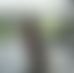 Doodle on dog friendly restaurant patio