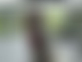 Doodle on dog friendly restaurant patio