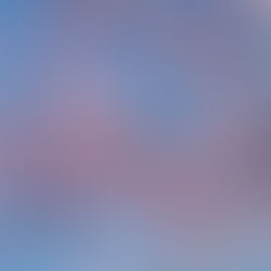 Flowering tree with pink blooms