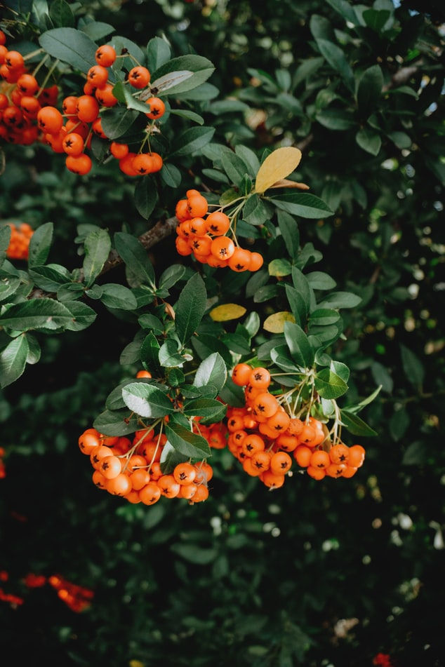 Thumbnail: Organic Sea Buckthorn Repair Balm