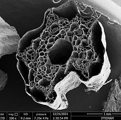 decellularized parsley