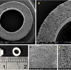 3D vascularization model